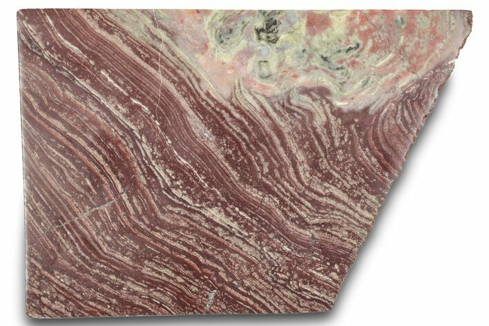 Polished, Neoproterozoic Stromatolite (Conophyton) - Morocco #276117